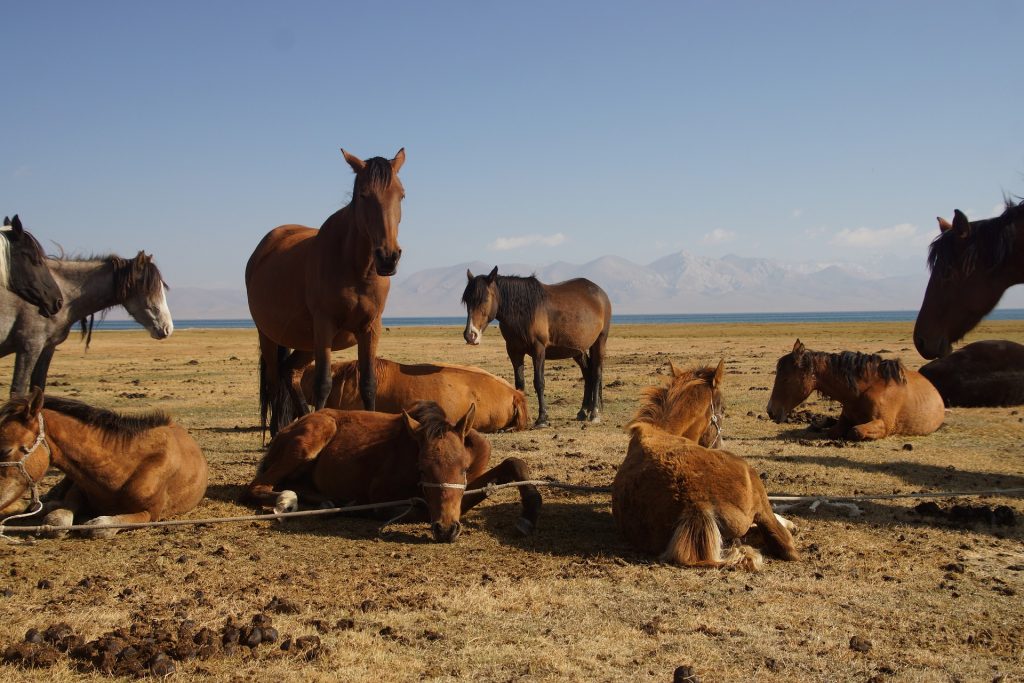 kyrgyzstan-3738064_1920